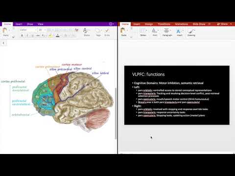 Frontal Lobe Circuits 2 Ventrolateral Prefrontal Cortex