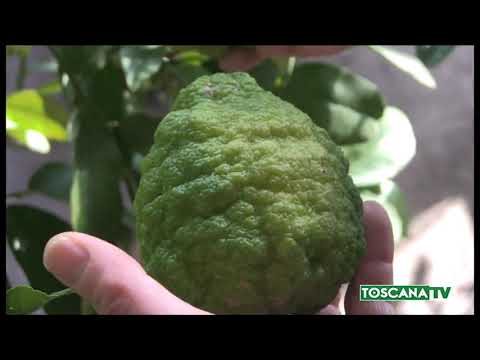 2021-02-05 FIRENZE - ALLA SCOPERTA DELLA SERRA DEGLI AGRUMI A BOBOLI