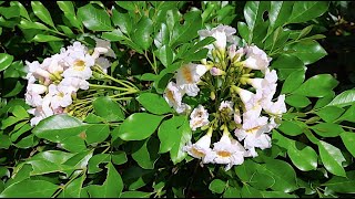 Little chicks stroll in a sunny day👒🐥best Indian curry food roti​🌼daily walk​🏘city view Singapore​