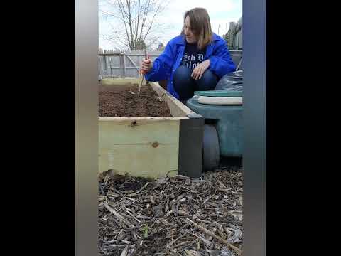 Sowing Snow Peas