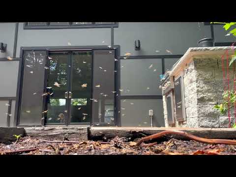 Large In-Ground Yellow Jackets Found Under Railroad Tie in North Brunswick, NJ