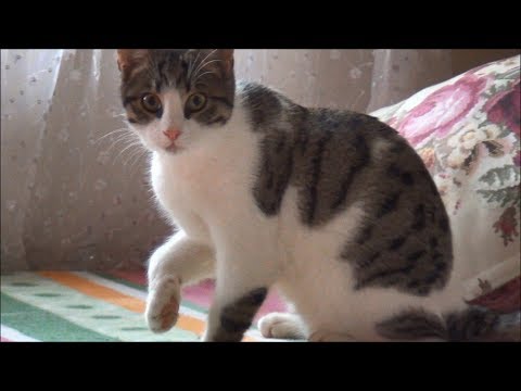 Dirty kitten got big! (4 months later)