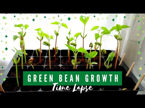 Green Bean Growth Stages: Climbing French Pole Bean Time Lapse