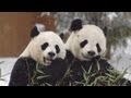 Documentary Nature - Wild Thing: The Smithsonian National Zoo