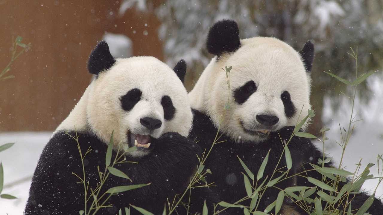 Wild Thing: The Smithsonian National Zoo
