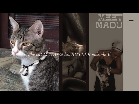 CAT BUTLER | INTRODUCING MY CAT “MADU” | THE CAT MADU & HIS BUTLER EPISODE 1 #cat