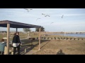Ian And Shelby Feeding Seagulls At Battleship Park