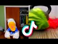 Donald Ducc Tiktok Compilation 33 Best Donald Ducc Tiktok Donald Duck Tiktok