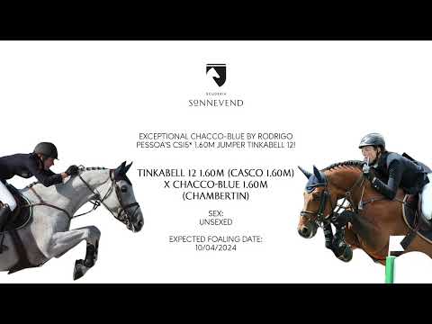 Chacco Blue crossed with CSI5* Tinkabell (1.60m)!