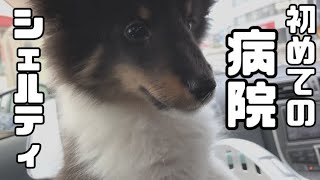 I did my best with sheepdog injections at 4 months old💉