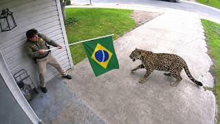 ENCONTROS ATERRORIZANTES COM GRANDES FELINOS FLAGRADOS PELAS CAMERAS