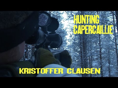 Hunting capercaillie with Finnish Spitz by Kristoffer Clausen. Jakt med spets.