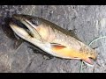 Native Brook Trout Fly Fishing Rapidan River Virginia With Lively Legz