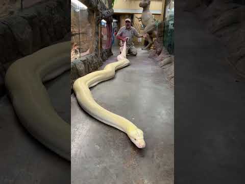 20ft reticulated python!🐍