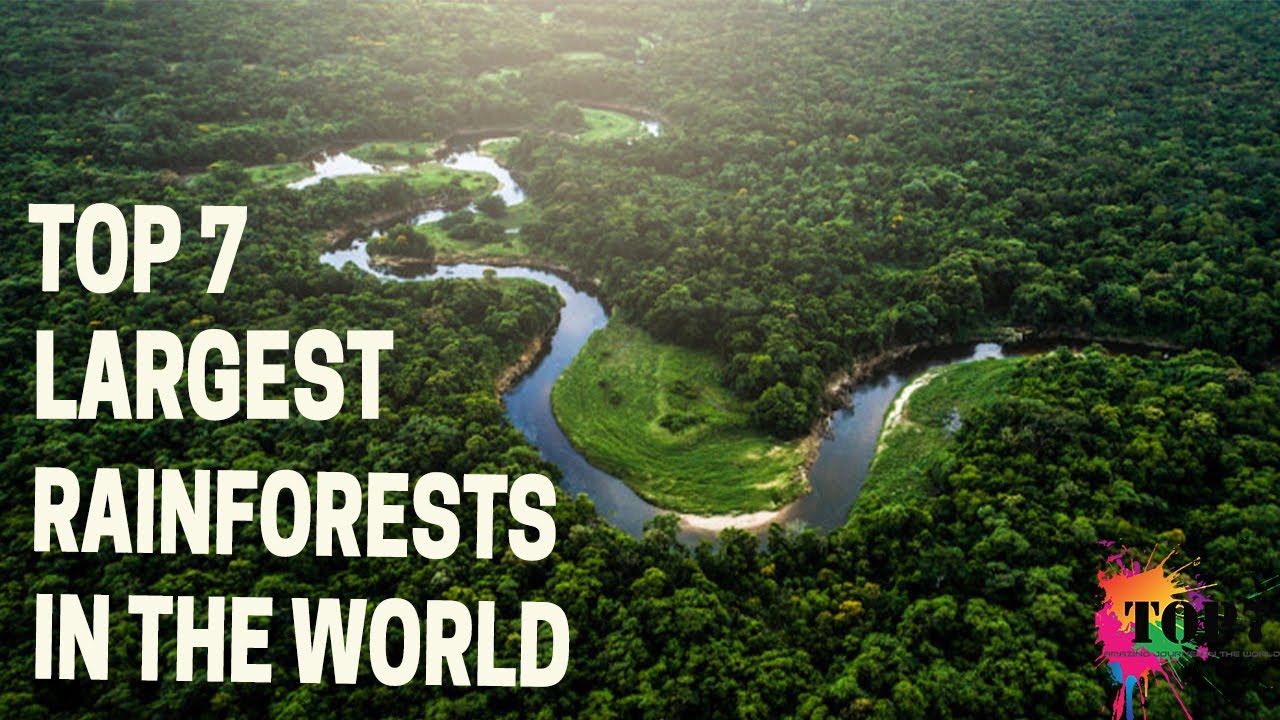 Which country has the largest rain forest? More REF