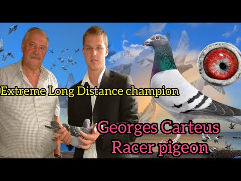 Georges Carteus Racer pigeons | Top Famous Extreme Long Distance Racer pigeon |Top Pigeon| kalapati