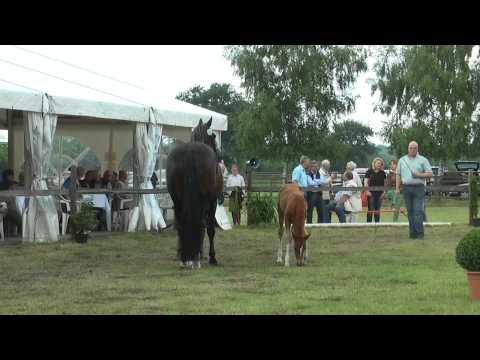 Sudweyher Fohlenschau 2015 - Kat.-Nr. 54