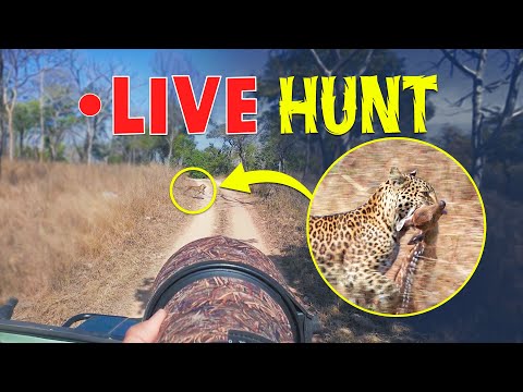 Ep 04 - Leopard’s SHOCKING hunt in Panna Tiger Reserve - 4K Video