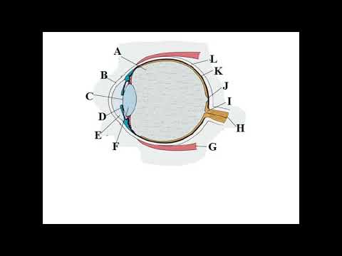 Szem felépítése
