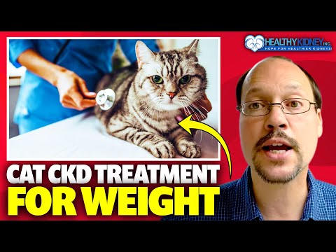 Cat Kidney Disease Treatment With 2 Supplements For Weight and Appetite