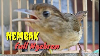 Download lagu Burung Flamboyan Gacor Ngebren Rapat, Cocok untuk Masteran mp3 Download lagu Burung Flamboyan Gacor Ngebren Rapat, Cocok untuk Masteran mp3