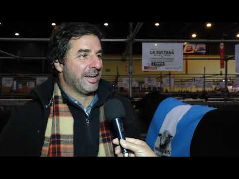 BRANGUS -ALTA PERFORMANCE PALERMITANA