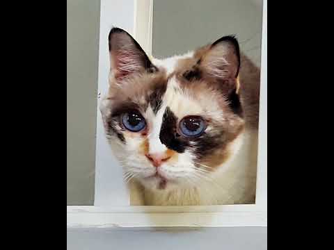 Crystal the Pet Nanny. LLC video.