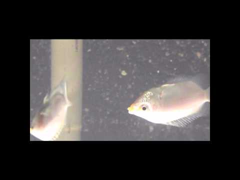 Video thumbnail for Gold Fish (EP Version)