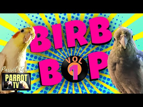 Dance Music for Birds | Parrot TV for Your Bird Room *Not Recommended for Nervous Birds* ❤️