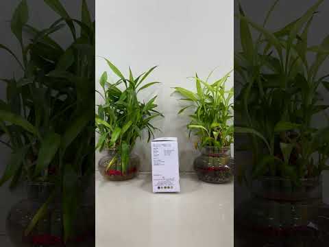 Mifepristone tablet ip 25mg