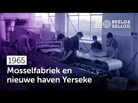 📼 Haven Yerseke geopend en bezoek mosselfabriek (1965)