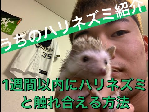 かなり短い羽根とピンクの鼻を持つハリネズミ