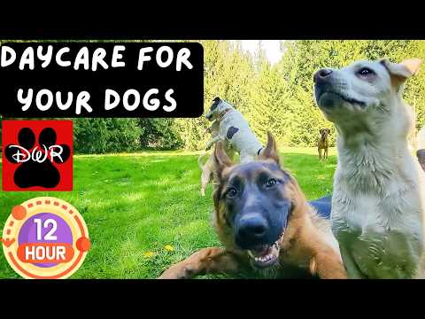 Daycare for your Dogs --12 Hours of Dog Daycare TV 🐾Forest Pack Adventures