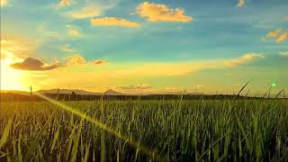 Download lagu Story Wa Pagi Hari 30 Detik Terbaru mp3