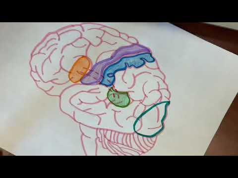 Neuroanatomy - Motor Strip