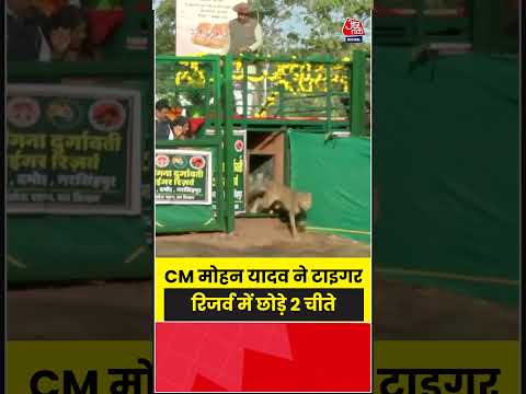 CM Mohan Yadav ने टाइगर रिजर्व में छोड़े 2 चीते | #tiger  #viral