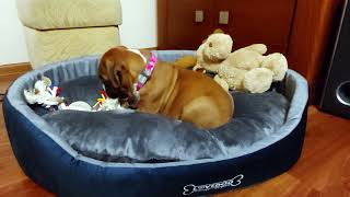 Masha boxer dog.The first moments in a new home .  Episode 1