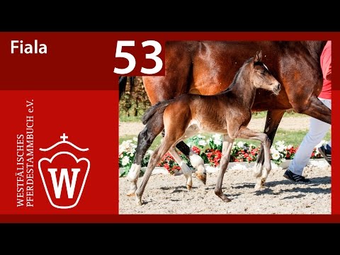 53 Fiala SF v. Fahrenheit - Damsey