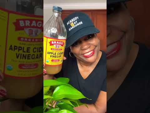 Easiest Way To Get Rid of Gnats and Fruit flies! #shorts #shorts28