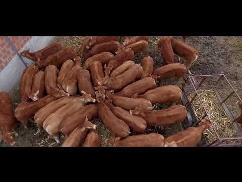 Limuzin goveda u Srbiji ( UVOZ IZ FRANCUSKE)