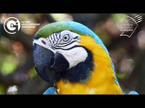 French Guiana, land of innovation
