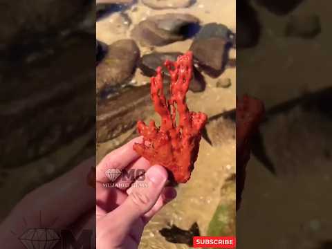 Unusual Find Red Coral 🪸 at the beach #youtubeshorts