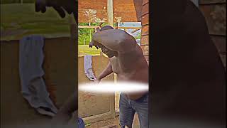 Download lagu part 21 seab_bridon_52 subscribe my channel 🫠 #seanbridon #funny  #respect #bigbos @EmiZickovic mp3