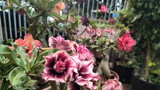 Mais uma florada colorida aqui no jardim
