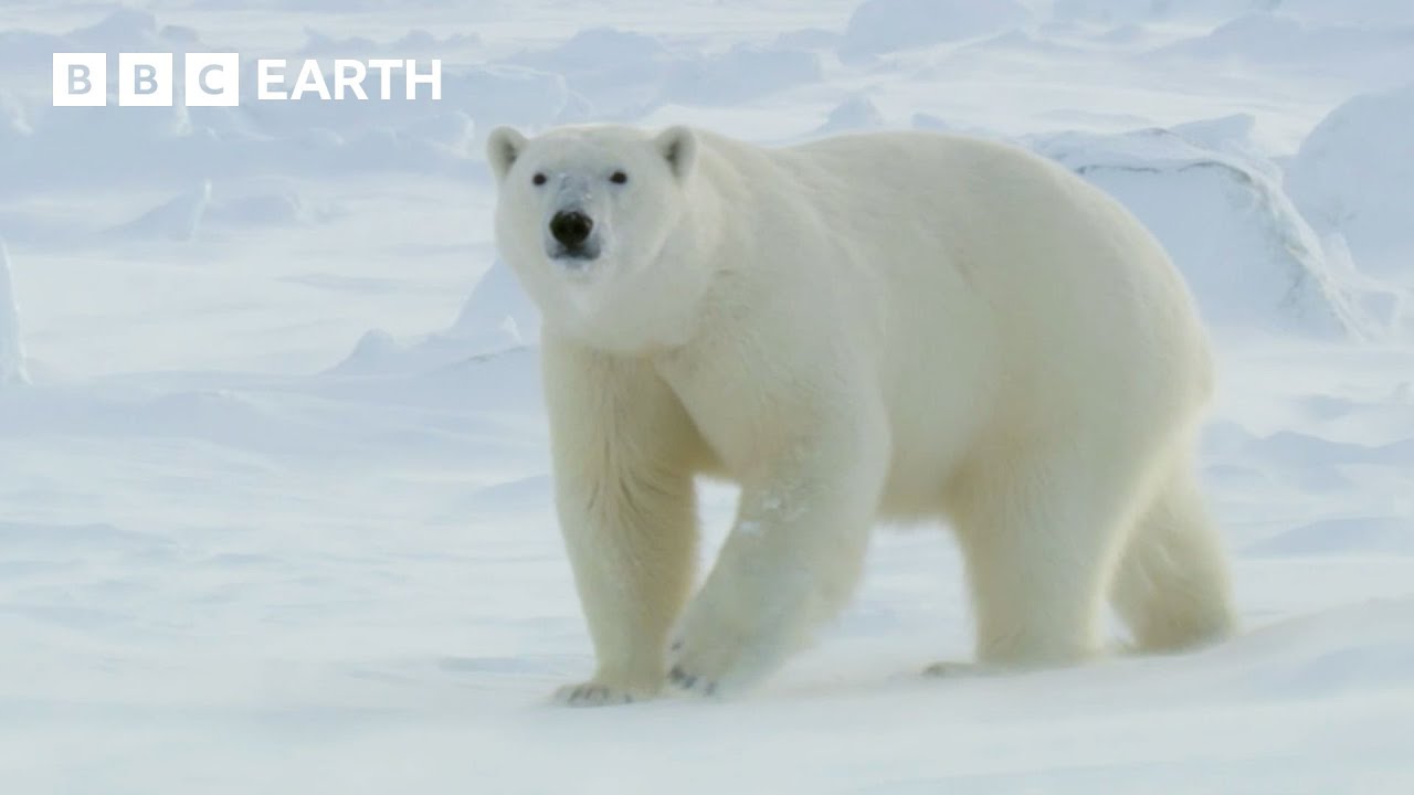 🔴 LIVE: 24/7 Iconic Winter Wildlife Scenes | BBC Earth