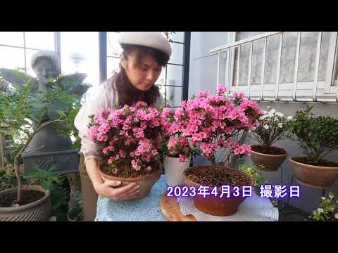 屋内のツツジ、インドツツジ