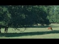 Jackie Evancho - Awakening - Open Fields of ...