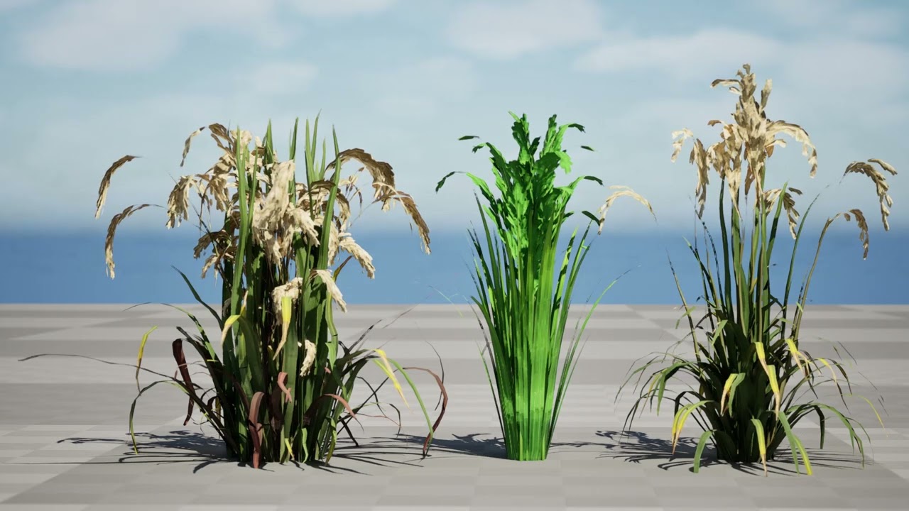 Oryza Sativa Modello 3D