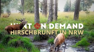Die Suche nach dem alten Hirsch 🦌 Rotwildbrunft in NRW von @jagenNRW