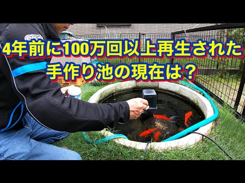 庭の池の金魚:問題を回避する方法 トピックス